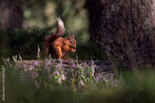 Red Squirrel in heather.