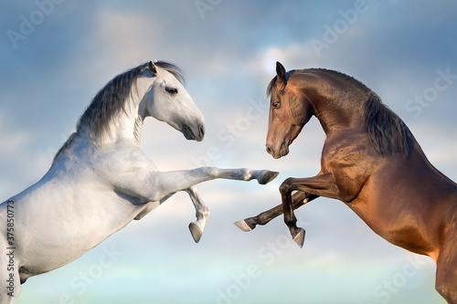Two horse rearing up close up against blue sky