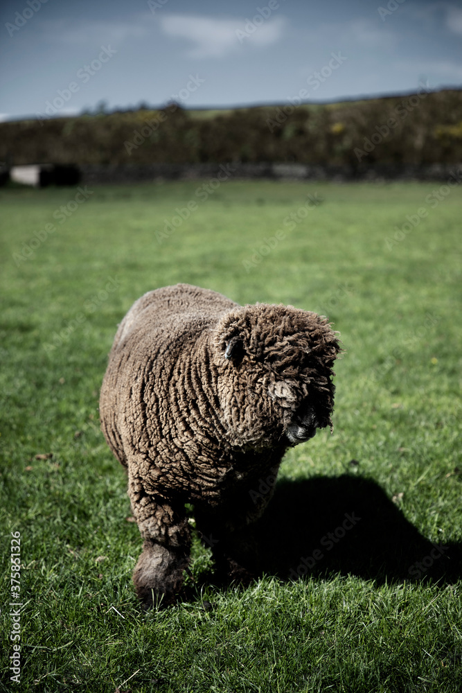 Sheep in Field