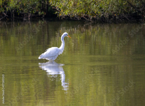 Egret Fishing in a Lake