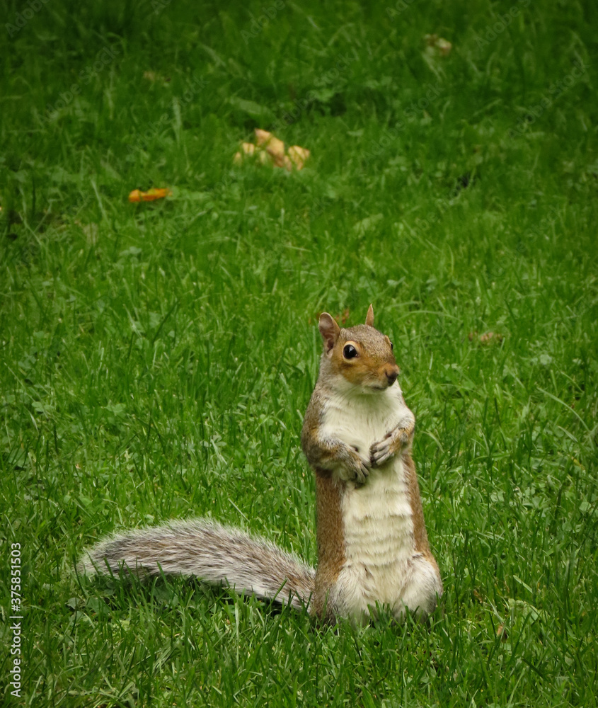 Squirrel standing on its back legs in a park looking out for danger Squirrel standing on its back legs in a park looking out for danger