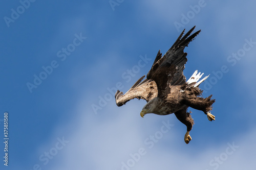White Tailed Eagle getting into a dive.