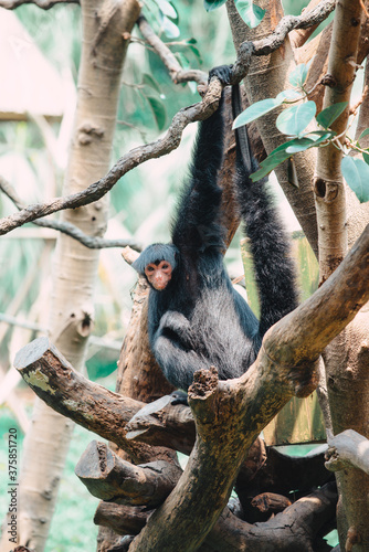 red-faced spider monkey photo