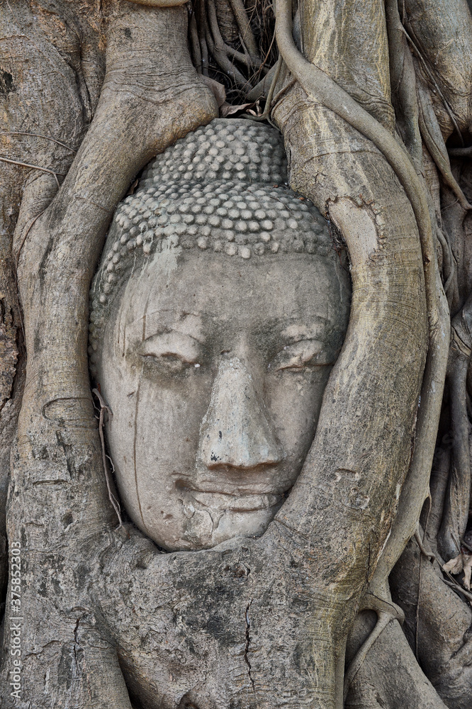 Buddha head in tree roots, Ayutthaya, Thailand Buddha head in tree roots, Ayutthaya, Thailand