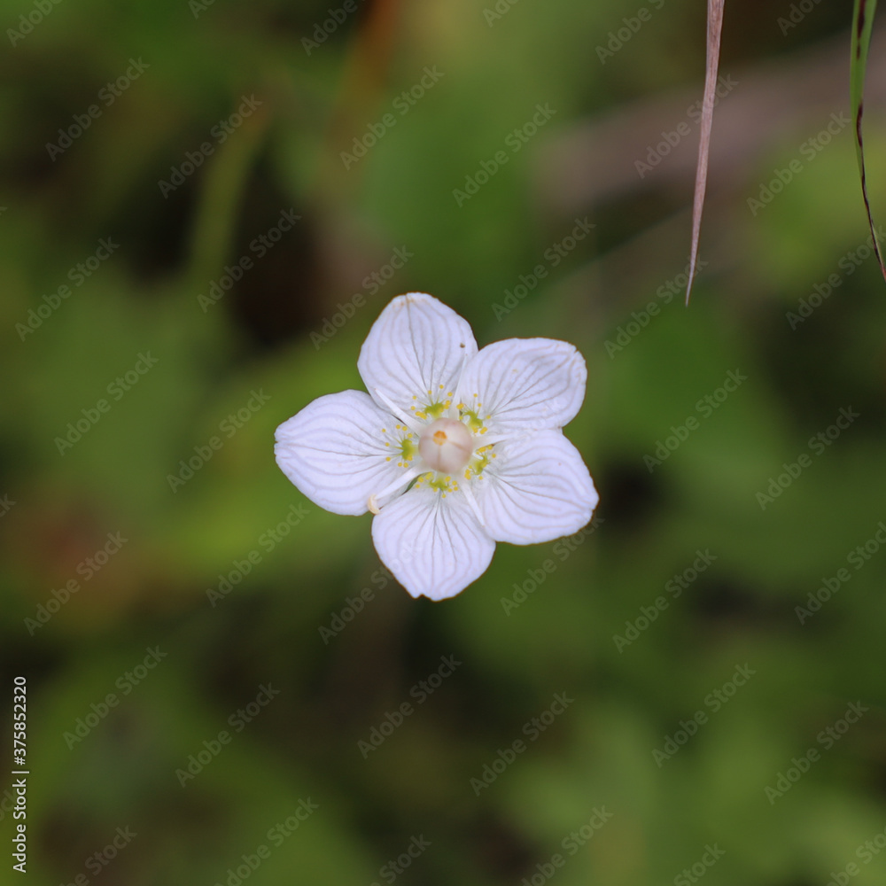 Weiße Bergblume vor dunklem Hintergrund in der Sonne Weiße Bergblume vor dunklem Hintergrund in der Sonne