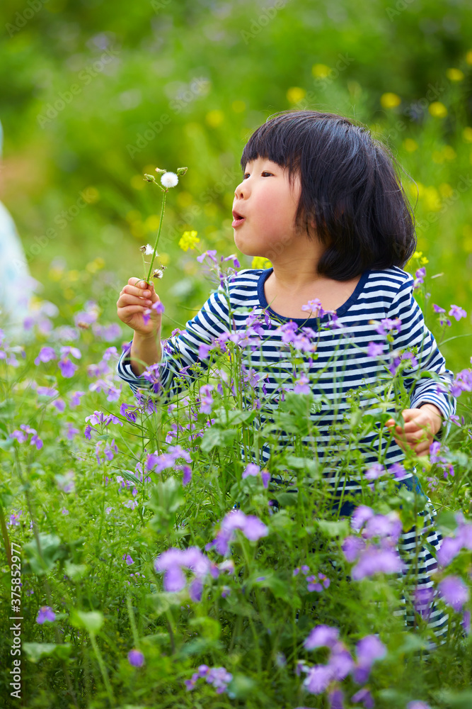 little asian girl blowing dandelion in spring field little asian girl blowing dandelion in spring field