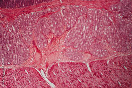 animal pyloric region of stomach wall photo