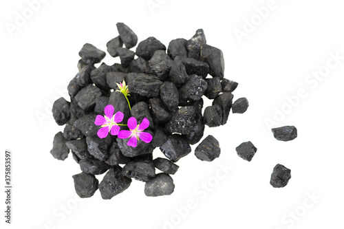 Węgiel kamienny z fioletowym kwiatem na białym tle © killy007