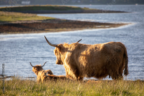 Highland Cows © Jemma Horsfall