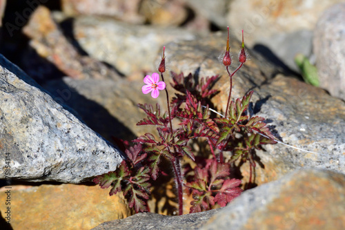 Ruprechtskraut (Geranium robertianum), auch Stinkender Storchschnabel genannt	
 photo