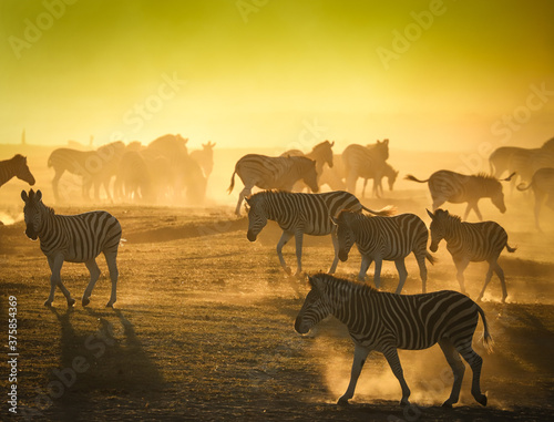Zebra herd silhouette
