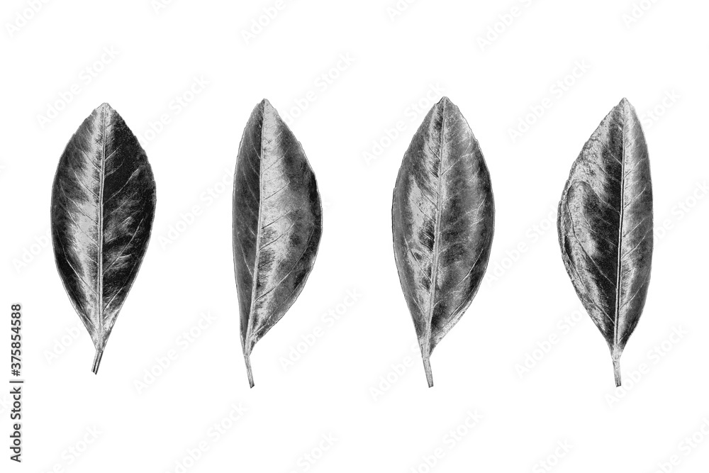 Silver leaves set on white background isolated closeup, shiny gray leaf collection, grey metal floral design element, metallic foliage, decorative pattern, flower plant branch, tree sprig illustration Silver leaves set on white background isolated closeup, shiny gray leaf collection, grey metal floral design element, metallic foliage, decorative pattern, flower plant branch, tree sprig illustration