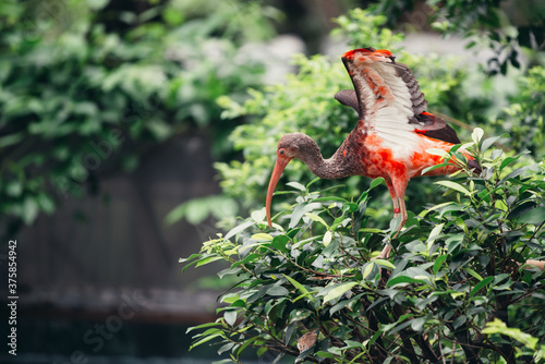 Scarlet ibis
