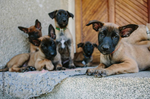 Young belgian malinois puppies