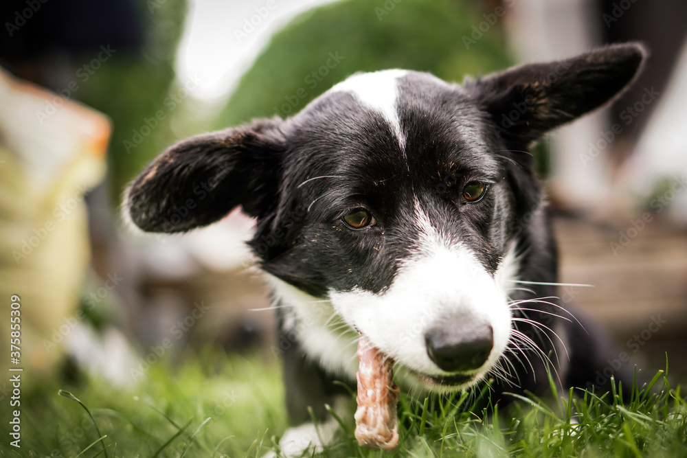 A hungry corgi dog enjoys a crunchy bone. A hungry corgi dog enjoys a crunchy bone.