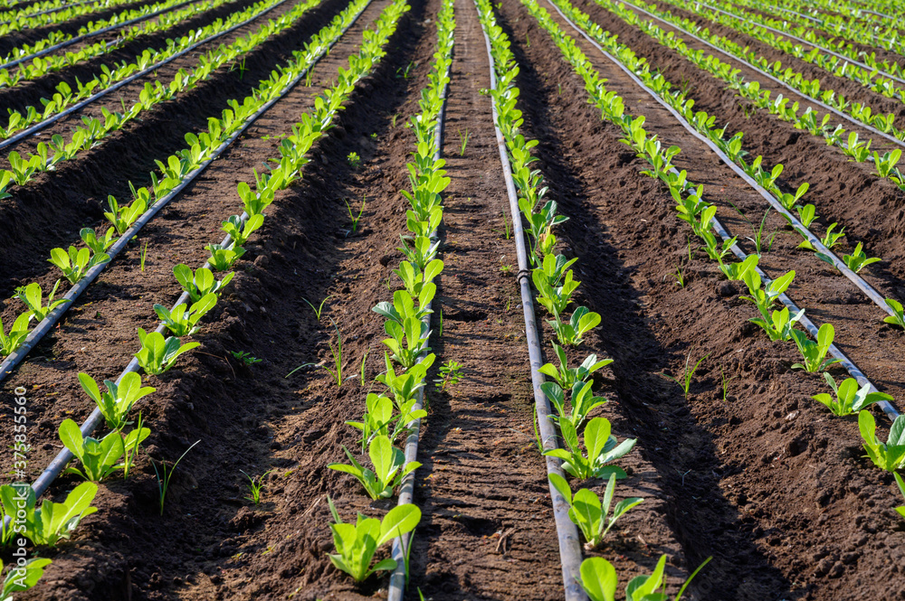 Irrigation system on lettuce green salad fields in hot climate, Lazio, Italy Irrigation system on lettuce green salad fields in hot climate, Lazio, Italy