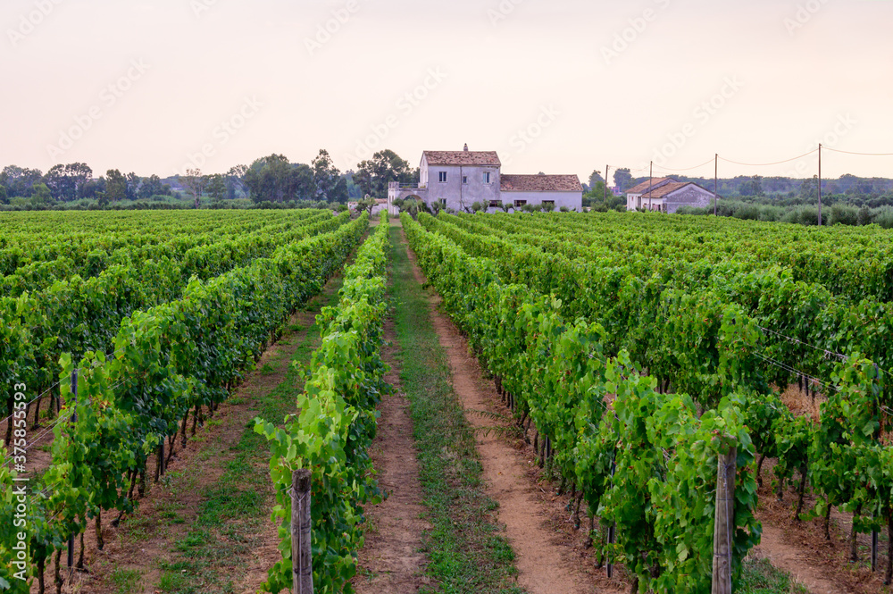 Rows with grape plants on vineyards in Campania, South of Italy