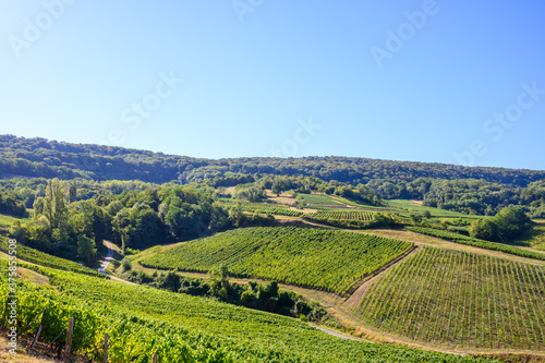 Green vineyards located on hills of Jura French region ready to harvest and making red, white and special jaune wine, France