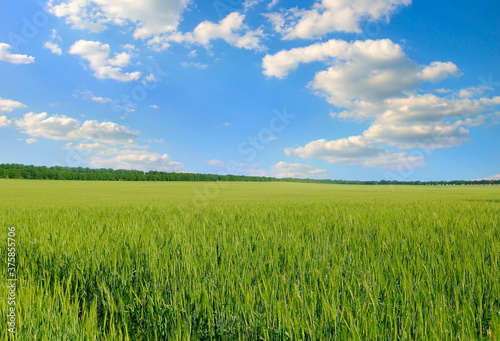 Green field full of wheat and blue sky
