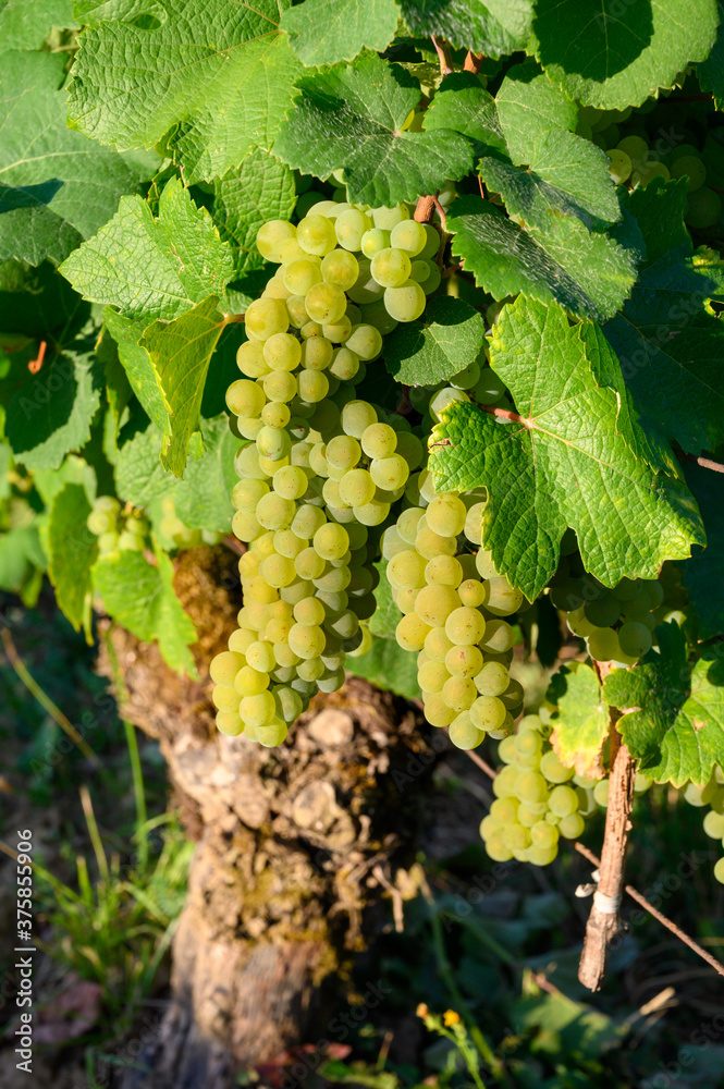 Green vineyards located on hills of  Jura French region, white savagnin grapes ready to harvest and making white and special jaune wine, France