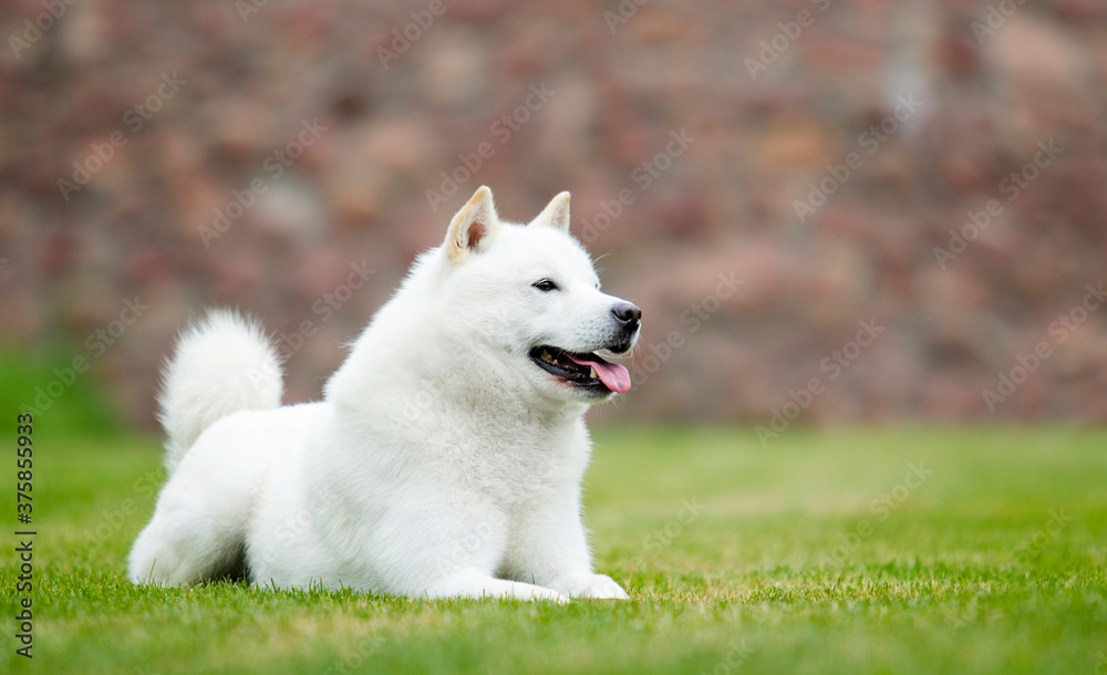 japanese hokkaido dog lying on the grass japanese hokkaido dog lying on the grass