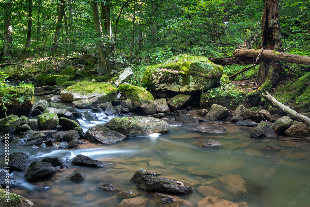 Creek in the Forest Creek in the Forest