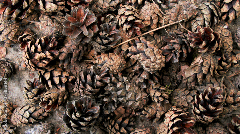 Pattern of spruce cones on the sand Pattern of spruce cones on the sand
