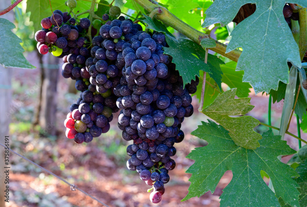 Naklejka premium Ripe red grapes growing on vineyards in Campania, South of Italy used for making red wine