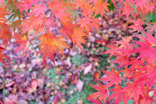 Maple leaf with branch in autumn for wallpaper or background. Beautiful Colorful Red Maple Leaf Vibrant Tree in Japan Travel Autumn Season at Bishamon-do Temple Kyoto Prefecture.