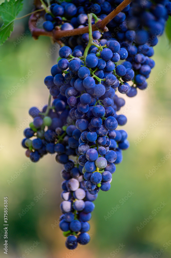 Ripe red grapes growing on vineyards in Campania, South of Italy used for making red wine Ripe red grapes growing on vineyards in Campania, South of Italy used for making red wine