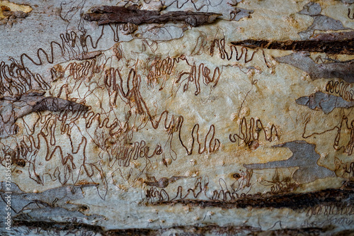 Wallpaper Mural Abstract pattern of brown squiggly lines against a light grey and cream coloured bark on the trunk of an Australian scribbly gum tree. Torontodigital.ca