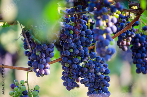 Ripe red grapes growing on vineyards in Campania, South of Italy used for making red wine