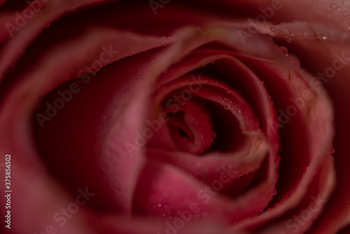 close up of red rose