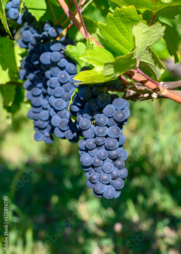 Green vineyards located on hills of  Jura French region, red pinot noir, poulsard or trousseau grapes ready to harvest and making red and white wine, France