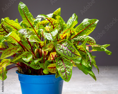 Organic colorful blood sorrel plant close up photo