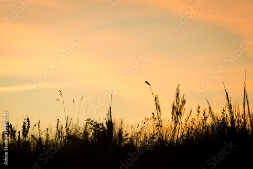 Orange and yellow sunset over wheat field
