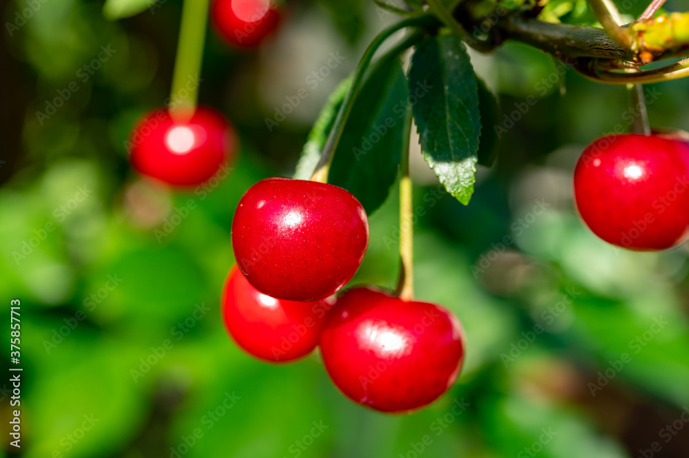 New harvest of red ripe sour kriek cherry New harvest of red ripe sour kriek cherry