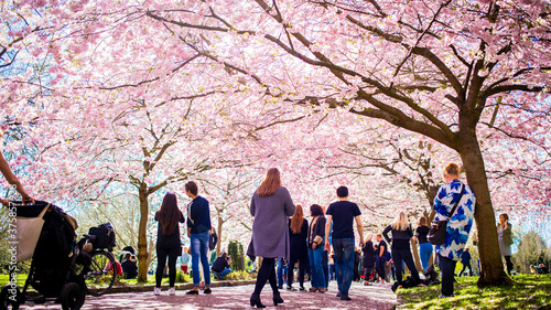 People in a park in Denmark surrounded by cherry trees