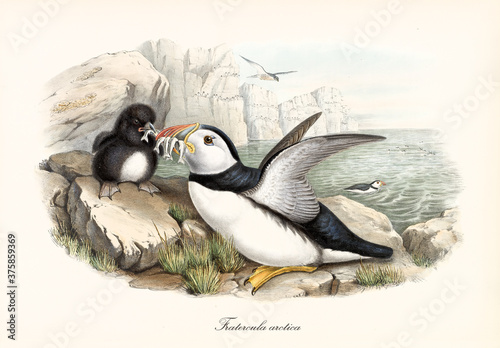 Photography Sea bird Atlantic Puffin (Fratercula arctica) bringing food to cub on rock and high cliff on background