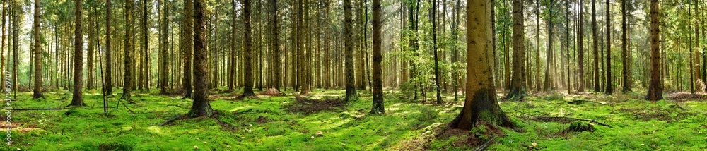 Panorama of a coniferous forest in the light of the morning sun