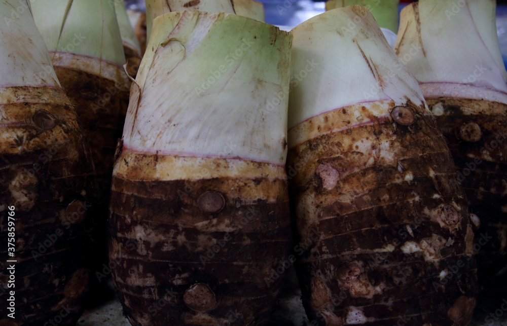 Obraz premium Row of mature taros for selling in Thailand.