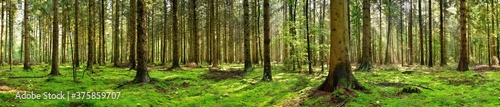 Panorama of a coniferous forest in the light of the morning sun © Günter Albers