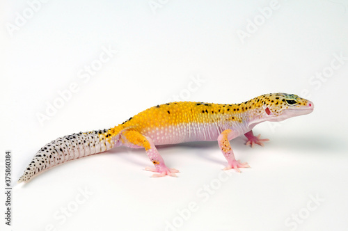 Leopard gecko / Leopardgecko (Eublepharis macularius) - white yellow eclipse photo