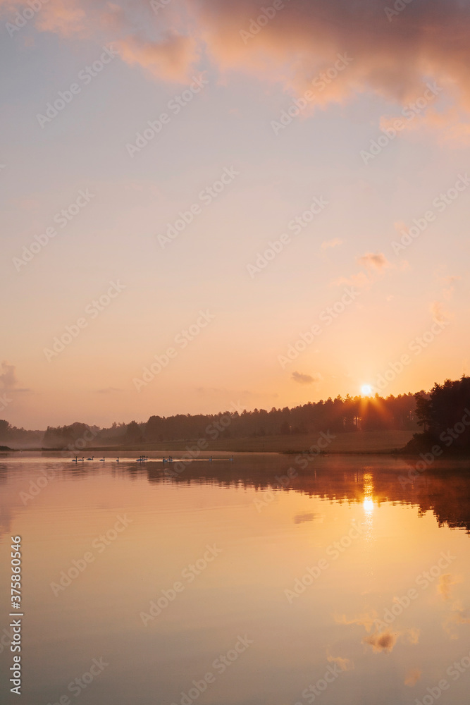 Swans on a misty lake at sunrise. Lynford Lakes, Norfolk, UK. Swans on a misty lake at sunrise. Lynford Lakes, Norfolk, UK.