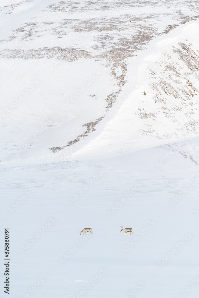 Two reindeers in winter scenery in Svalbard