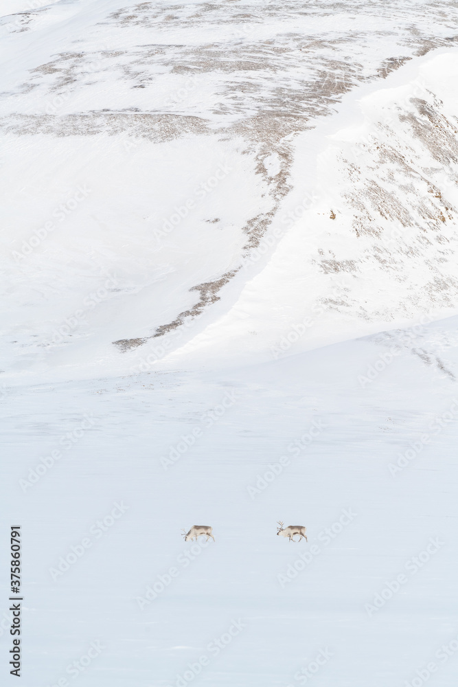Two reindeers in winter scenery in Svalbard Two reindeers in winter scenery in Svalbard