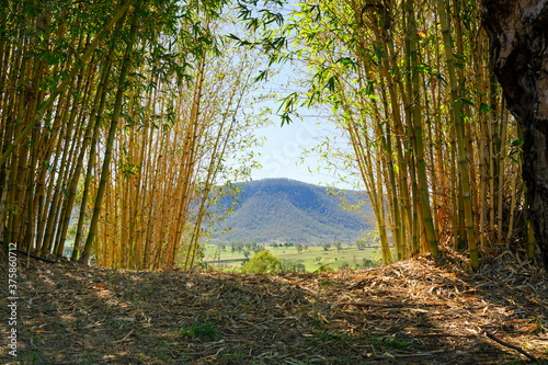 View between sunlit bamboo clumps to a green landscape and mountain in the distance. Maryvale, Queensland, Australia.  photo