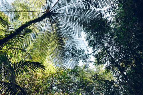 Abstract low angle view of the treetops in equatorial forest