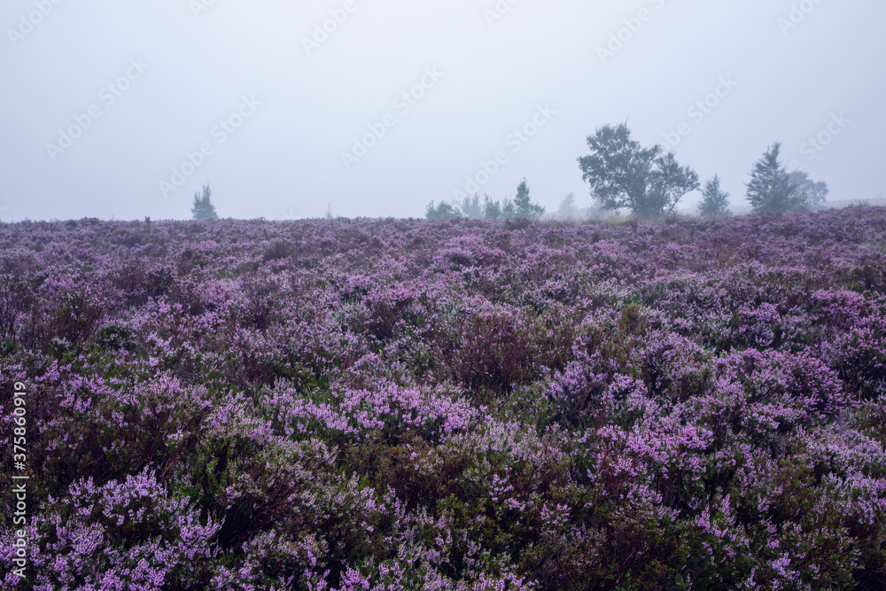 Fototapeta premium Misty Heather Moorland