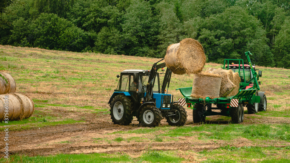 Obraz premium tractor loads round bales of straw on the trailer